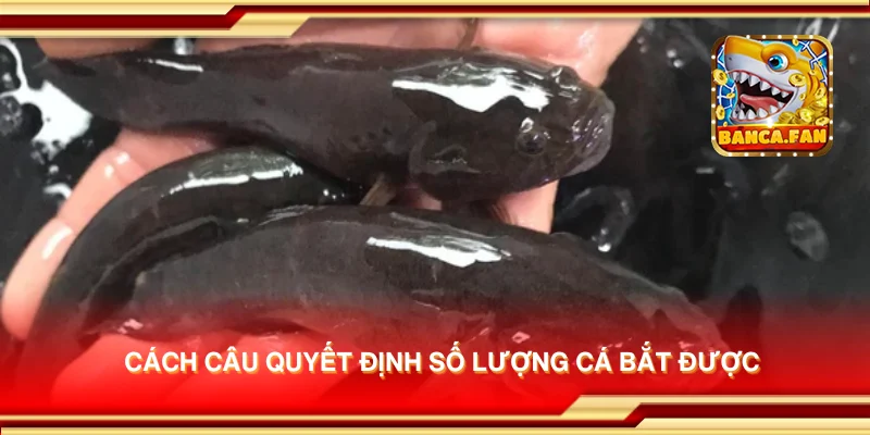 Cách câu quyết định số lượng cá bắt được