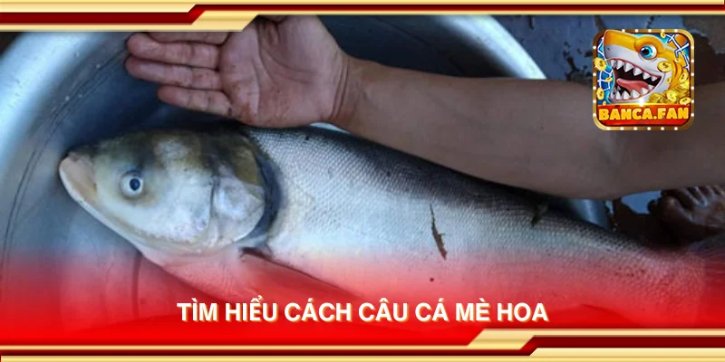 Tìm hiểu cách câu cá mè hoa