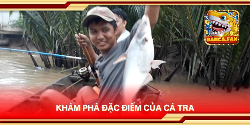 Khám phá đặc điểm của cá tra