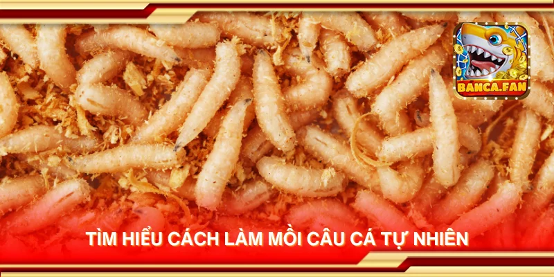 Tìm hiểu cách làm mồi câu cá tự nhiên