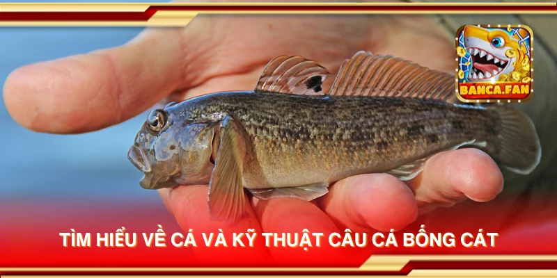 Tìm hiểu về cá và kỹ thuật câu cá bống cát