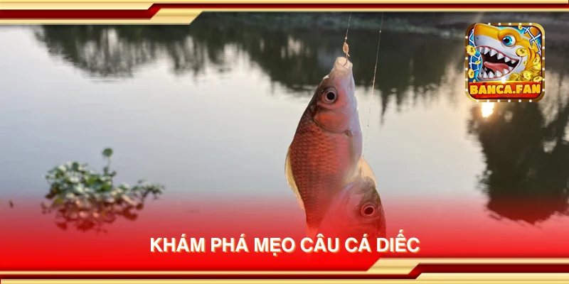 Khám phá mẹo câu cá diếc